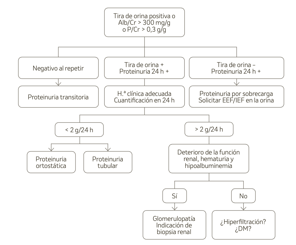 Algoritmo diagnóstico de la proteinuria.
