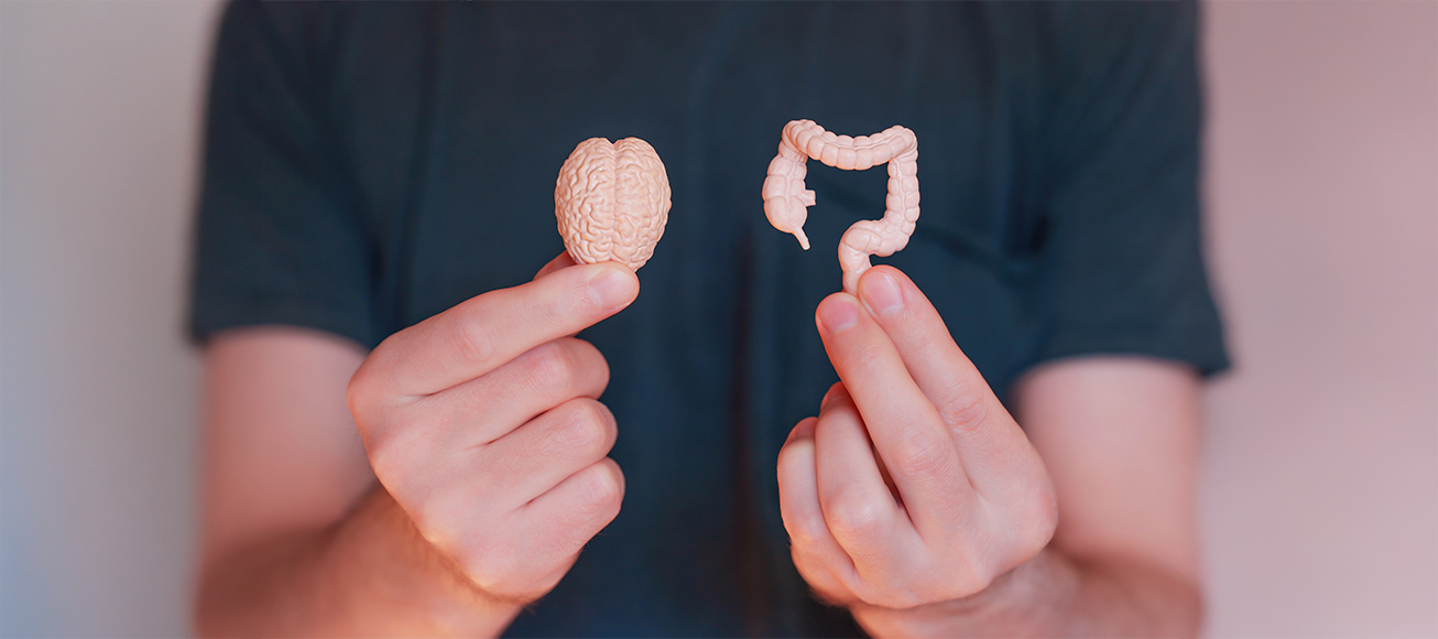 Persona suujetando dos maquenas mini de un cerebro y un instestino