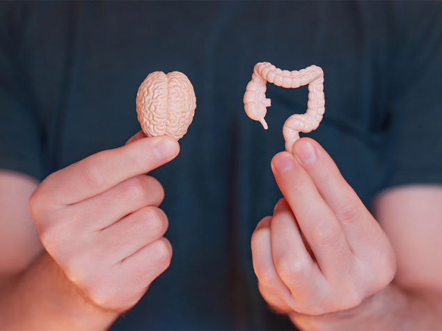 Persona suujetando dos maquenas mini de un cerebro y un instestino