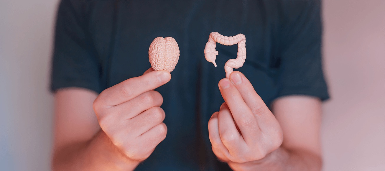 Profesional sanitario sostiene modelos de cerebro y colon, simbolizando comunicación intestino-cerebro mediada por microbiota.