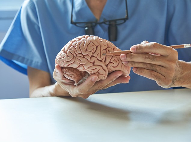 Doctor señalando una zona del cerebro en una maqueta.