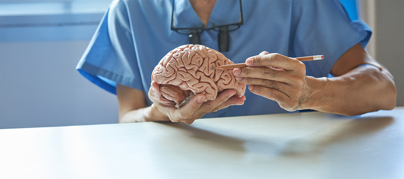 Doctor señalando una zona del cerebro en una maqueta.